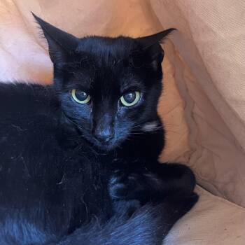 Rescue Domestic Short Hair Cats for Adoption in Victor, New York - Olive | PetCurious