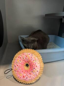 DONUT -  Domestic Short Hair Cat for Adoption in Leesburg, Virginia - DONUT | PetCurious