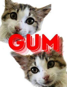Gum -  Domestic Short Hair Cat for Adoption in Columbus, Indiana - Gum | PetCurious
