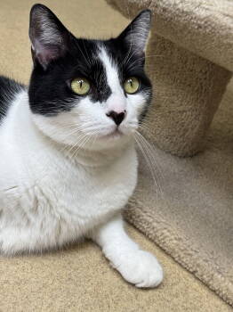 Rescue Domestic Short Hair Cats for Adoption in Brick Township, New Jersey - Magic | PetCurious