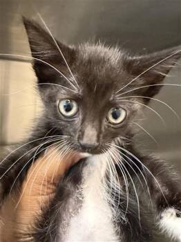 KAMIE -  Domestic Short Hair Cat for Adoption in Houston, Texas - KAMIE | PetCurious