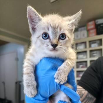 Yacht -  Domestic Short Hair Cat for Adoption in Mt. Juliet, Tennessee - Yacht | PetCurious