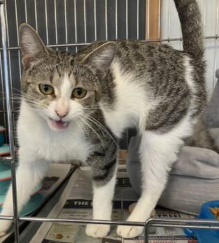 Requiem -  Domestic Short Hair Cat for Adoption in Parma, Ohio - Requiem | PetCurious