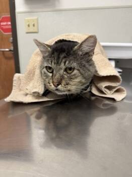 Rescue Domestic Short Hair Cats for Adoption in Walla Walla, Washington - Asa | PetCurious