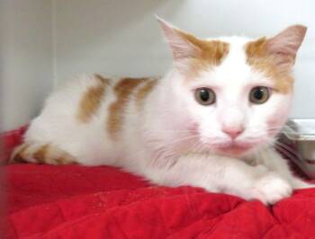 CANDY CORN -  Domestic Short Hair Cat for Adoption in Oklahoma City, Oklahoma - CANDY CORN | PetCurious