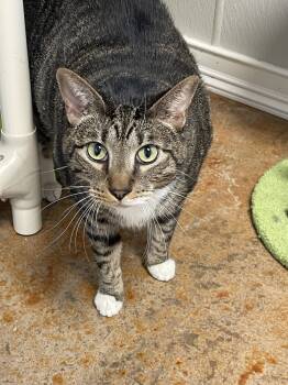 Rescue Domestic Short Hair Cats for Adoption in Bolivar, Missouri - Thunder | PetCurious