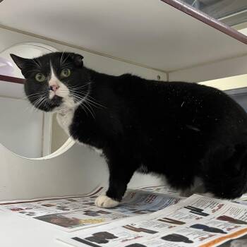 Domestic Short Hair Cats Available for Adoption in Cheyenne, Wyoming - Alayna | PetCurious