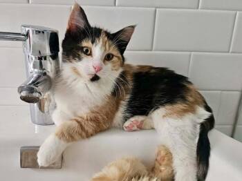 Pilot -  Domestic Short Hair and Calico Cat Available for Adoption in Chicago, Illinois - Pilot | PetCurious