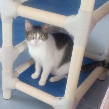 Domestic Short Hair Cats Available for Adoption in Casa Grande, Arizona - Bridget | PetCurious