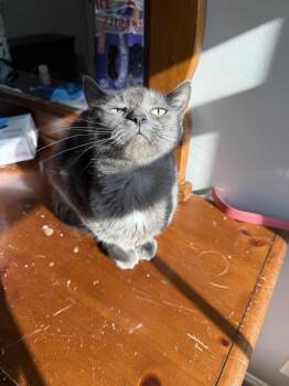 Pawmetto -  Russian Blue Cat for Adoption in Camden, South Carolina - Pawmetto | PetCurious