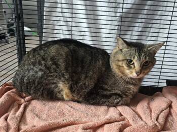 Mr Gus -  Domestic Short Hair Cat Available for Adoption in Dickson, Tennessee - Mr Gus | PetCurious