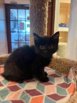 Mila -  Domestic Short Hair Cat for Adoption in Freeport, New York - Mila | PetCurious