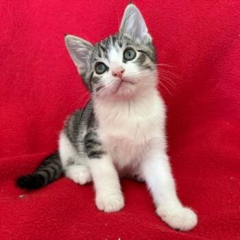 Rescue Domestic Short Hair Cats for Adoption in Brea, California - Tomasso | PetCurious