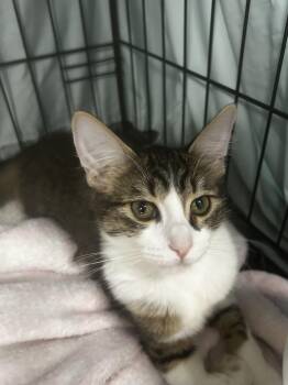 Rescue Tabby Cats for Adoption in Grand Rapids, Michigan - Greer | PetCurious
