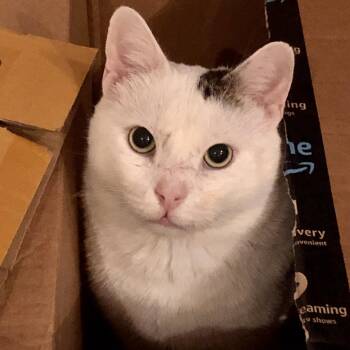 Rescue Domestic Short Hair Cats for Adoption in New York, New York - Casper | PetCurious