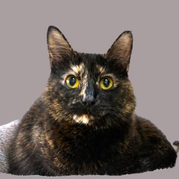 JUICY (FRUIT) - GORGEOUS TORTIE -  Tortoiseshell Cat for Adoption in Oakwood, Georgia - JUICY (FRUIT) - GORGEOUS TORTIE | PetCurious