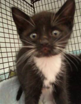 Domestic Short Hair Cats Available for Adoption in Fort Lauderdale, Florida - CHESNIE | PetCurious