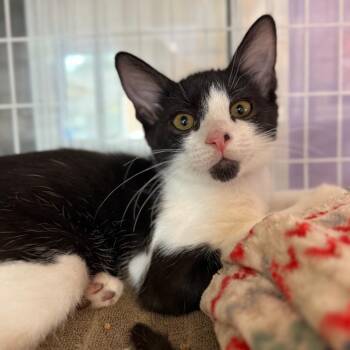 Funshine -  Domestic Short Hair Cat for Adoption in Los Angeles, California - Funshine | PetCurious