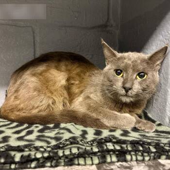 Domestic Short Hair Cats Available for Adoption in Austin, Texas - Big Bird | PetCurious