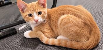 Andy -  Domestic Short Hair and Tabby Cat for Adoption in Skyline, Minnesota - Andy | PetCurious