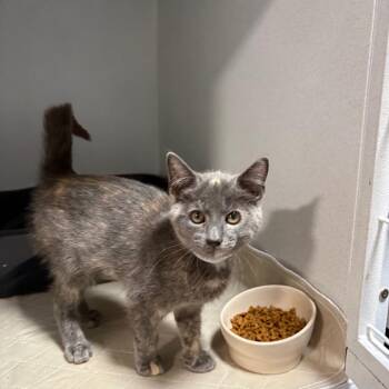 Nancy -  Domestic Short Hair Cat for Adoption in Fredericksburg, Virginia - Nancy | PetCurious