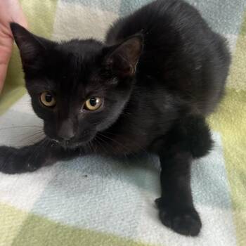 Elowen -  Domestic Short Hair Cat for Adoption in West Point, Mississippi - Elowen | PetCurious