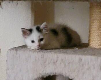 Hall -  Tabby Cat for Adoption in San Antonio, Texas - Hall | PetCurious
