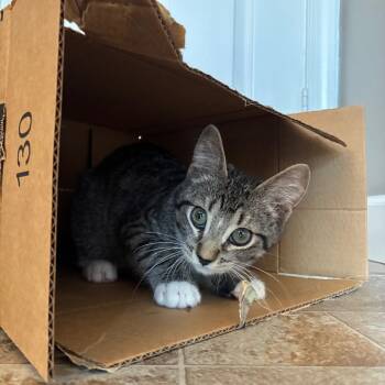 Rescue Domestic Short Hair Cats for Adoption in Ephrata, Pennsylvania - Gilbert (Gil) | PetCurious