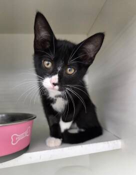 Rose -  Tuxedo Cat for Adoption in New Albany, Ohio - Rose | PetCurious