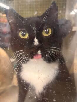 Milkshake- Bring All to her -  Tuxedo Cat for Adoption in Fountain Valley, California - Milkshake- Bring All To Her | PetCurious