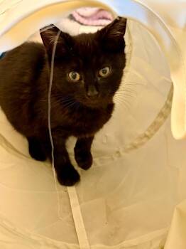 Domestic Short Hair Cats Available for Adoption - Phantom | PetCurious