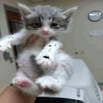 Fawn -  Domestic Short Hair Cat for Adoption in NEW PT RICHEY, Florida - Fawn | PetCurious