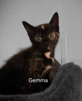 Gemma         CM-1 -  Domestic Short Hair Cat for Adoption in Metamora, Illinois - Gemma         CM-1 | PetCurious
