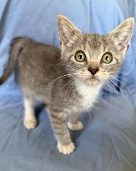 Treefrog -  Domestic Short Hair Cat for Adoption in Wilkesboro, North Carolina - Treefrog | PetCurious