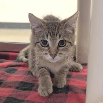 Sushi -  Domestic Short Hair Cat for Adoption in York, Pennsylvania - Sushi | PetCurious