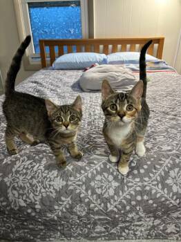 Honey and Maple -  Domestic Short Hair Cat for Adoption in Bellmawr, New Jersey - Honey And Maple | PetCurious