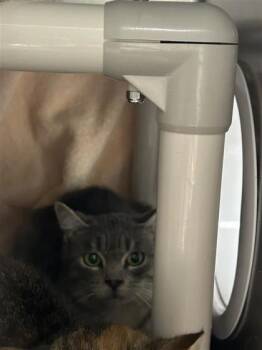 Budgy -  Domestic Short Hair Cat for Adoption in Montreal, Quebec - Budgy | PetCurious