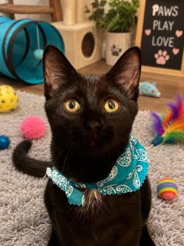 Greenleaf -  Domestic Short Hair Cat for Adoption in Miami, Oklahoma - Greenleaf | PetCurious