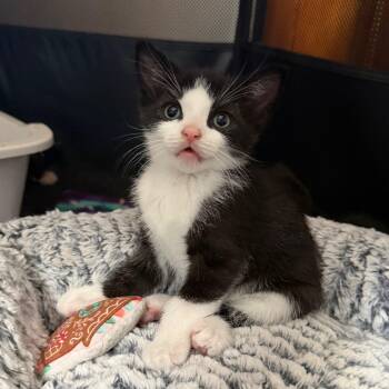 26-187 Davy Jones -  Domestic Short Hair Cat for Adoption in North Branford, Connecticut - 26-187 Davy Jones | PetCurious