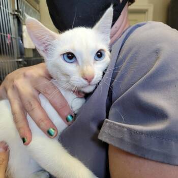 Siamese Cats Available for Adoption in West Jordan, Utah - Tovah | PetCurious