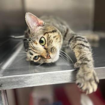 Kit Kat -  Domestic Short Hair Cat for Adoption in Milan, Illinois - Kit Kat | PetCurious