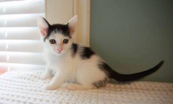 Domestic Short Hair Cats Available for Adoption in Loogootee, Indiana - Chanel | PetCurious