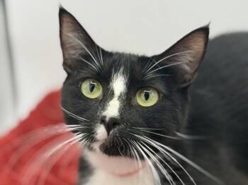 Truffle -  Domestic Short Hair Cat for Adoption in Portland, Oregon - Truffle | PetCurious