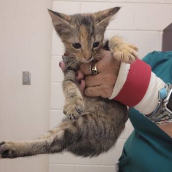 Crystal Gail -  Domestic Short Hair Cat for Adoption in Lake Panasoffkee, Florida - Crystal Gail | PetCurious