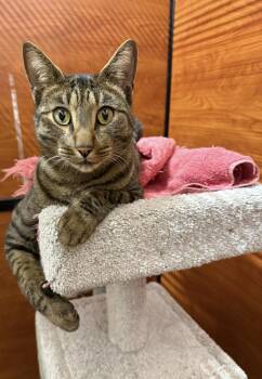 Rescue Domestic Short Hair Cats for Adoption in Canton, Massachusetts - Hunter | PetCurious