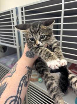 Wolverine -  Domestic Short Hair Cat for Adoption in Liverpool, New York - Wolverine | PetCurious