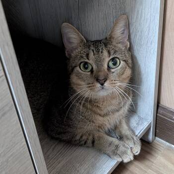Sandra 2.26.26 -  Domestic Short Hair and Tabby Cat for Adoption in Apopka, Florida - Sandra 2.26.26 | PetCurious