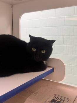Mamie -  Domestic Short Hair Cat for Adoption in Vero Beach, Florida - Mamie | PetCurious
