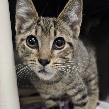 Finch -  Domestic Short Hair Cat for Adoption in Grand Rapids, Michigan - Finch | PetCurious