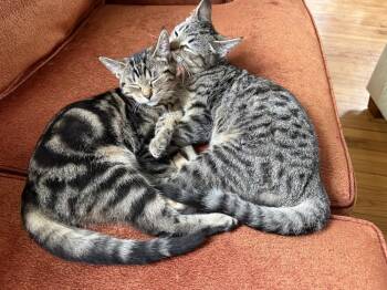 Mr. Nico -  Domestic Short Hair Cat for Adoption - Mr. Nico | PetCurious